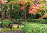 Japanese Tea garden
