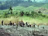 Rice swidden planting party