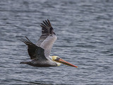 Brown Pelican