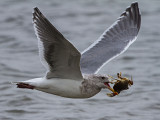 Gull with Crab