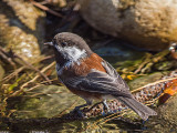 Chestnut-backed Chickadee