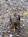 Sharp-shinned Hawk juvenile