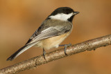 chickadee 554