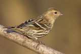 pine siskin 54