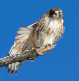 red-tailed hawk 341