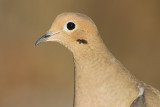 mourning dove 65