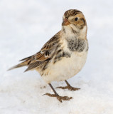 lapland longspur 44