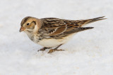 lapland longspur 49