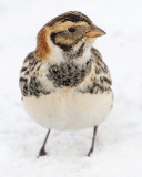 lapland longspur 57