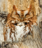 eastern screech owl 5