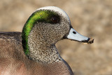 wigeon 24