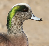 wigeon 26