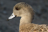 wigeon 29