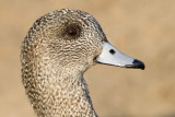 wigeon 30