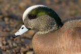 wigeon 33