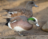 wigeon 34