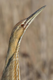 American bittern 10