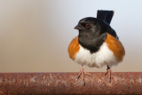 eastern towhee 17