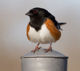 eastern towhee 19