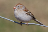 field sparrow 31