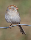 field sparrow 33