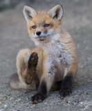 fox cub 59