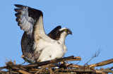 osprey 75
