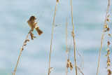 bird at the beach