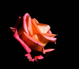 Milonga Rose ...