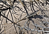 Desert Iguana