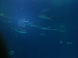 Shark Reef Aquarium at Mandalay Bay 