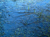 Icy Pond 3.jpg