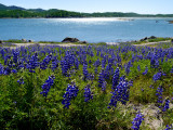 Lakeshore Lupines 2013 1.jpg