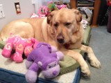 Glinda With Her Toys<BR>2012-10-18 11:05