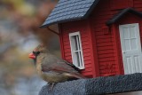 Female Cardinal<BR>November 7, 2012