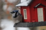 Bluejay in the Snow<BR>December 1, 2012