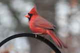 Cardinal<BR>December 7, 2012