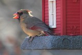 Female Cardinal<BR>December 14, 2012