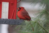 Cardinal on Bird Feeder<BR>December 16, 2012