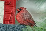 Textured Cardinal