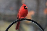 Cardinal<BR>January 13, 2013