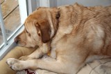 Glinda SleepingJanuary 17, 2013