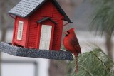Cardinal<BR>February 21, 2013