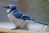 Bluejay on Deck<BR>March 4, 2013