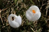 White Crocus Macro with Bee<BR>April 8, 2013