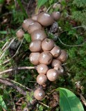 Gyttrad röksvamp (Lycoperdon pyriforme)