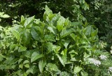 Skålört (Silphium perfoliatum)