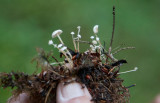 Spetsknölig nagelskivling (Collybia tuberosa)