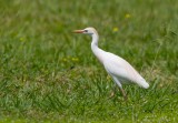 Cattle Egret (Bubulcus ibis)