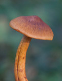 Grnkttig spindling (Cortinarius malicorius)